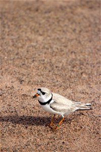 Piping Plover Banding on the Apostle Islands photo