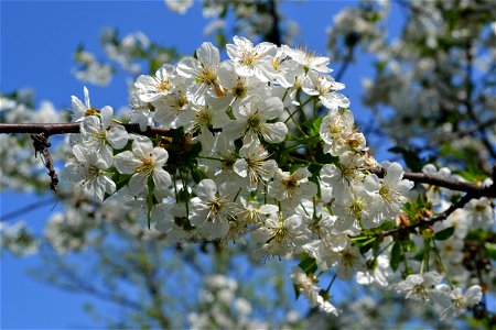 Spring ,April 2023