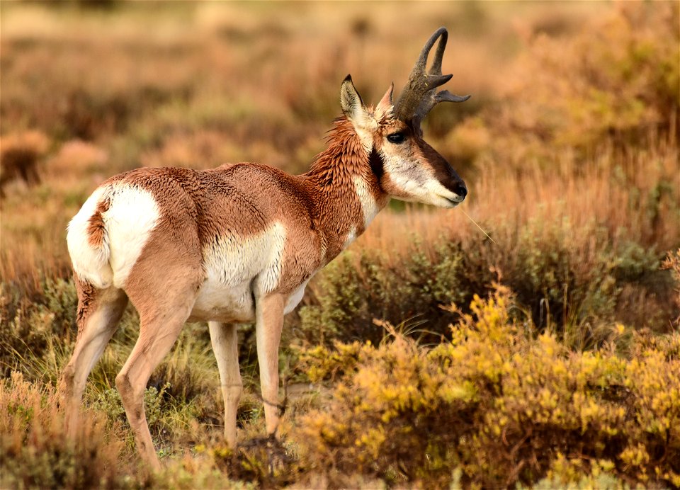 Pronghorn at Seedskadee National Wildlife Refuge