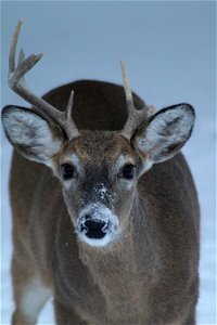 White-tailed Deer Karl E. Mundt National Wildlife Refuge South Dakota photo