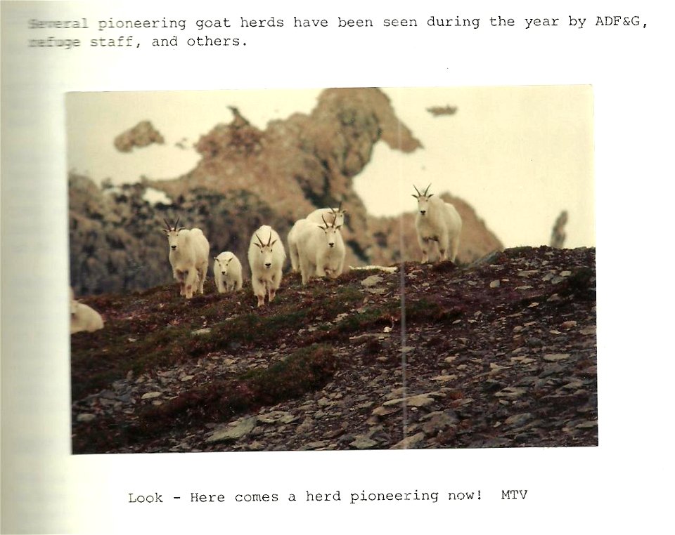 (1981) Pioneering Herd