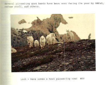 (1981) Pioneering Herd photo