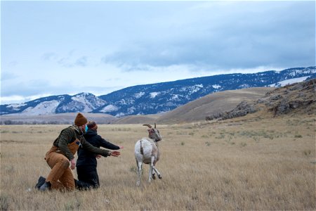 Bighorn Sheep Collaring Research photo