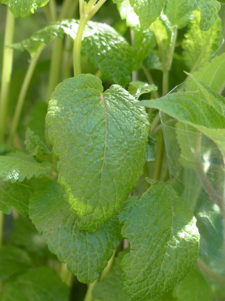 Plant herb melissa officinalis