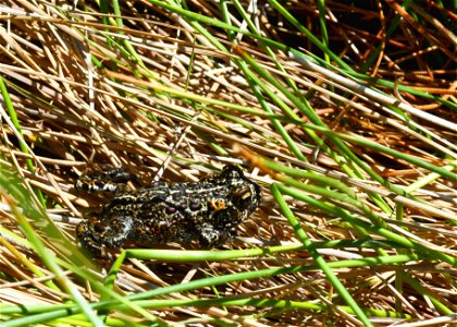 Dixie Valley toad in grass.