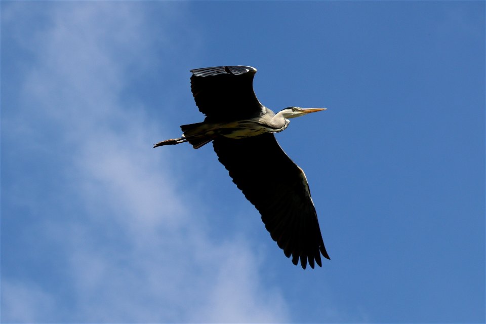 Grey Heron_04 photo