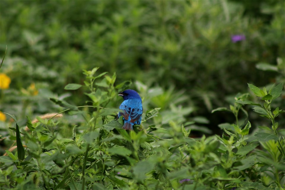 Indigo Bunting on Karl E. Mundt National Wildlife South Dakota photo