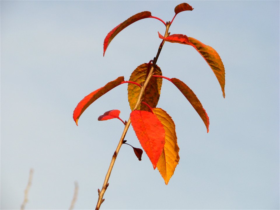 toamna2009_1127_091238