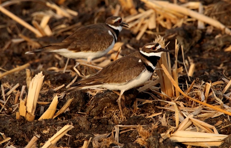 Killdeer in Spring at Huron Wetland Management District, South Dakota