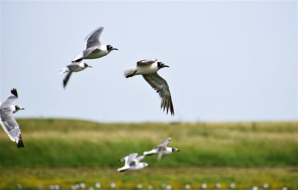 Franklin's Gull on Neilson WPA Lake Andes Wetland Management District South Dakota