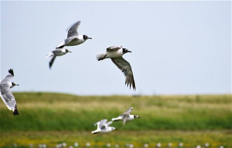 Franklin's Gull on Neilson WPA Lake Andes Wetland Management District South Dakota photo