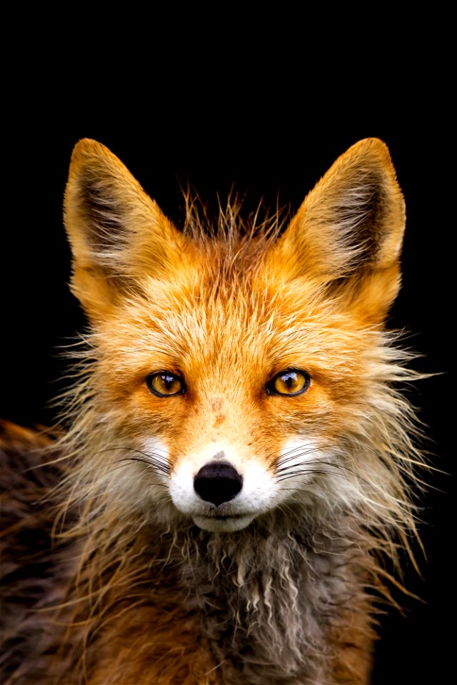 Red fox in the rain