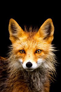 Red fox in the rain