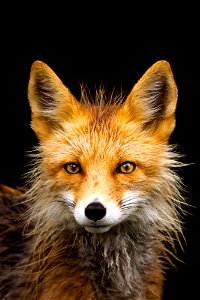 Red fox in the rain photo