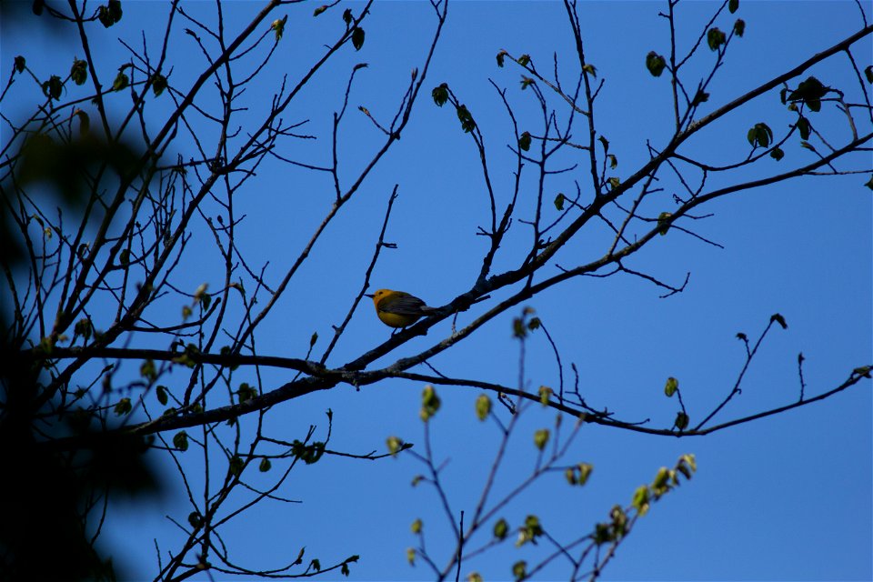 Prothonotary Warbler