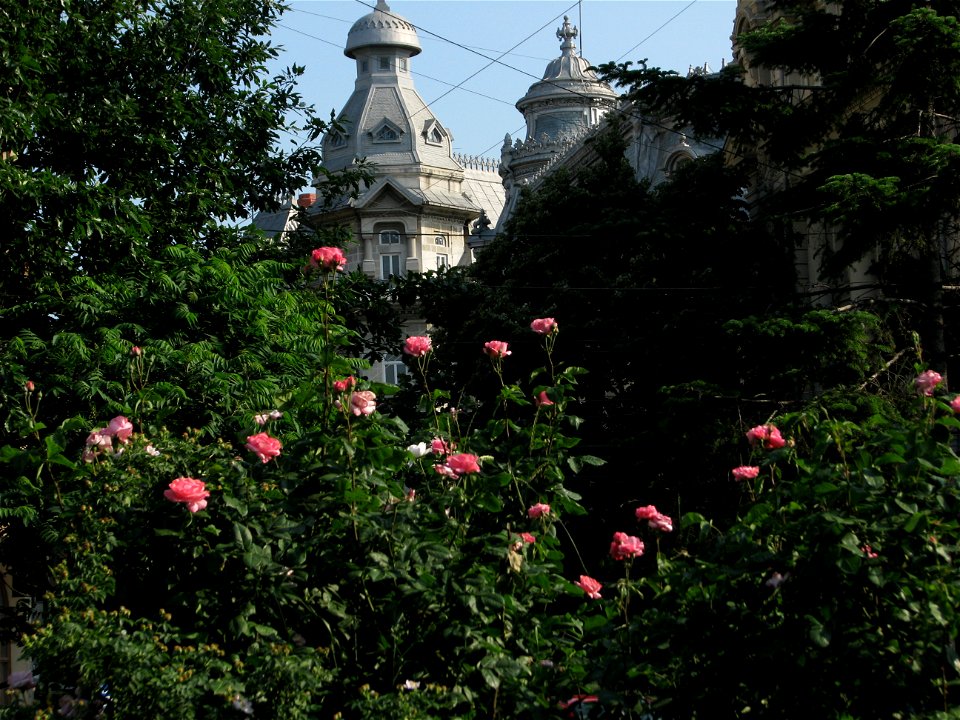 trandafUniv2009_0520_162404
