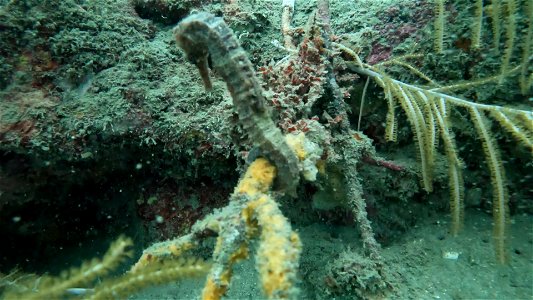 Seahorse on coral Tayrona National Park Diving Taganga Colombia