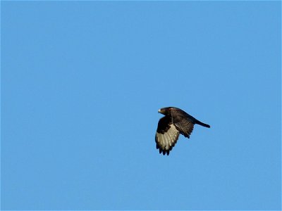 Rough-legged Hawk