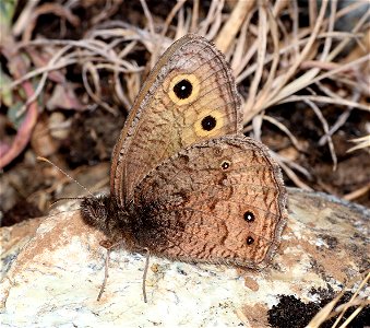 WOOD NYMPH, DISGUISED (Cercyoni incognita) (07-31-2022) titlow road, humboldt co, ca -01