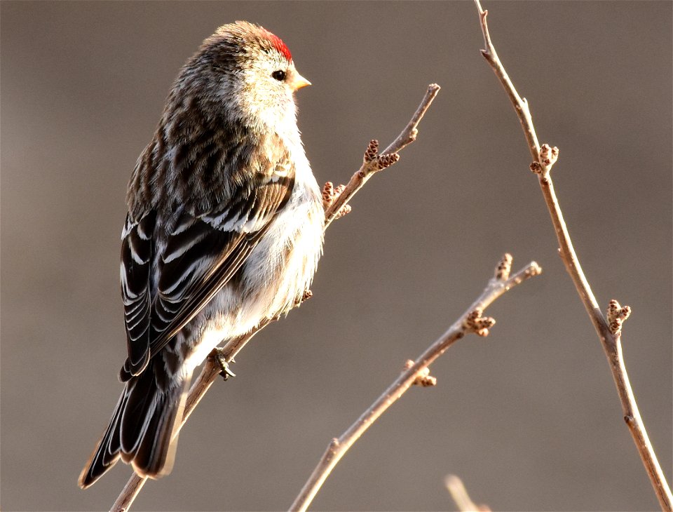 Common redpoll at Seedskadee National Wildlife Refuge
