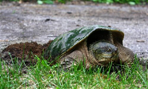 Nesting Snapping Turtle photo