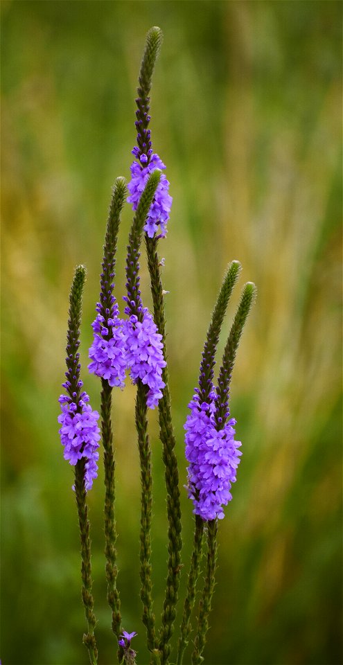 Hoary Vervain  Flaunts its Flowers; Lake Andes Wetland Management District South Dakota