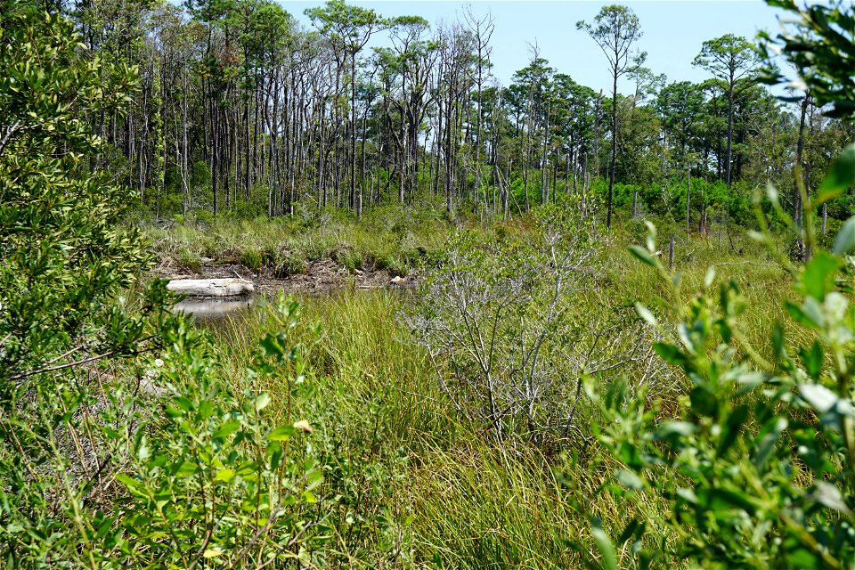 scene Carolina Beach SP KG (142)