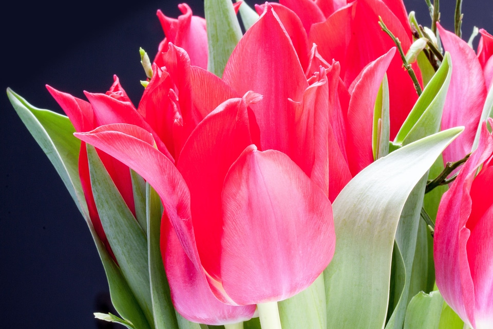 Nature flowers tulips