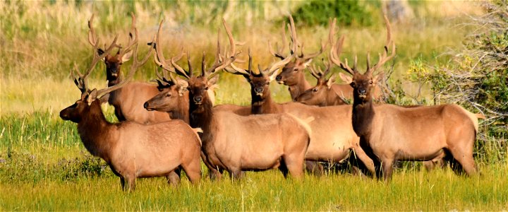 Elk at Seedskadee National Wildlife Refuge