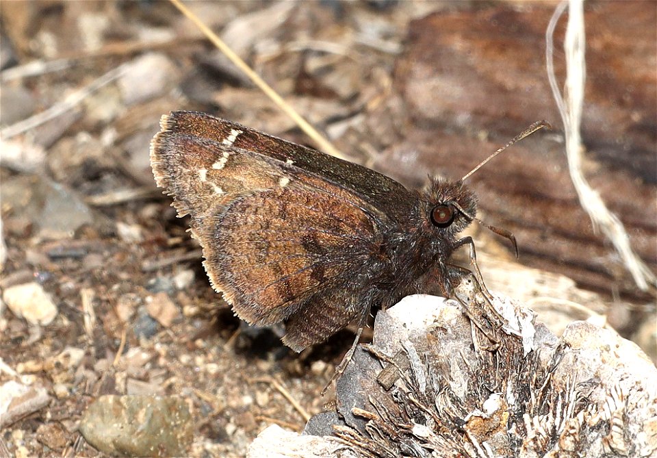 CLOUDYWING, AEMILEA (Thorybes aemilea) (07-04-2022) 6350 ft, three creek meadow campground, south of sisters, deschutes co, or (3)