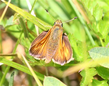 SKIPPER, SONORAN (Polites sonora) (6-21-2021)  jawbone rd half mile s of jct 17N04, smith river nat rec area, del norte co, ca -02
