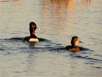 Ring-necked Ducks photo