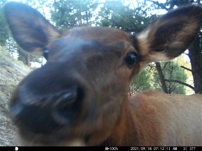 Trail camera on the National Elk Refuge