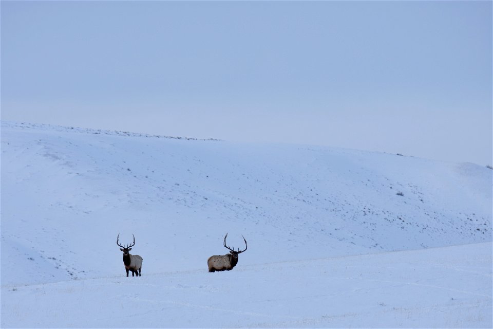 Elk on the National Elk Refuge