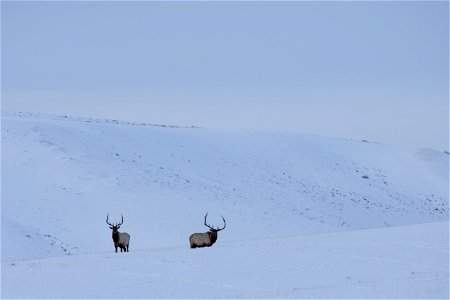 Elk on the National Elk Refuge