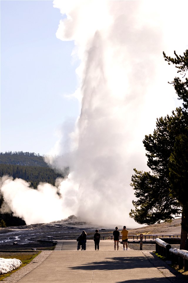 Spring morning Old Faithful eruption photo