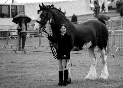 Rainy Horsey photo