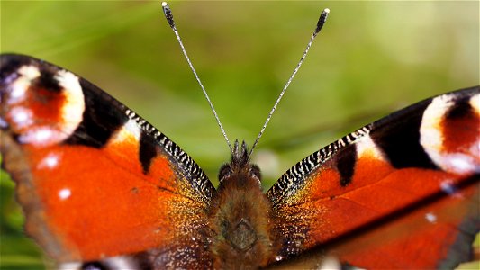Aglais io (Tagpfauenauge)