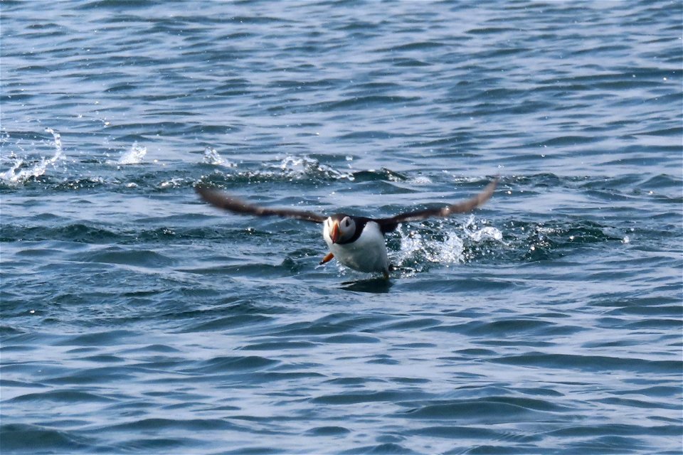 Puffin Taking Off