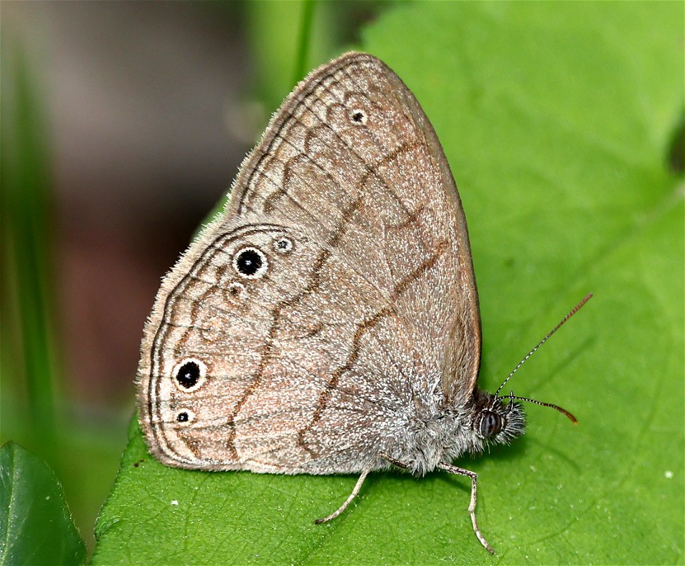 SATYR, CAROLINA (Hermeuptychia sosybius (05-05-2023) cades cove, great smoky mt nat park, blount co, tn -01