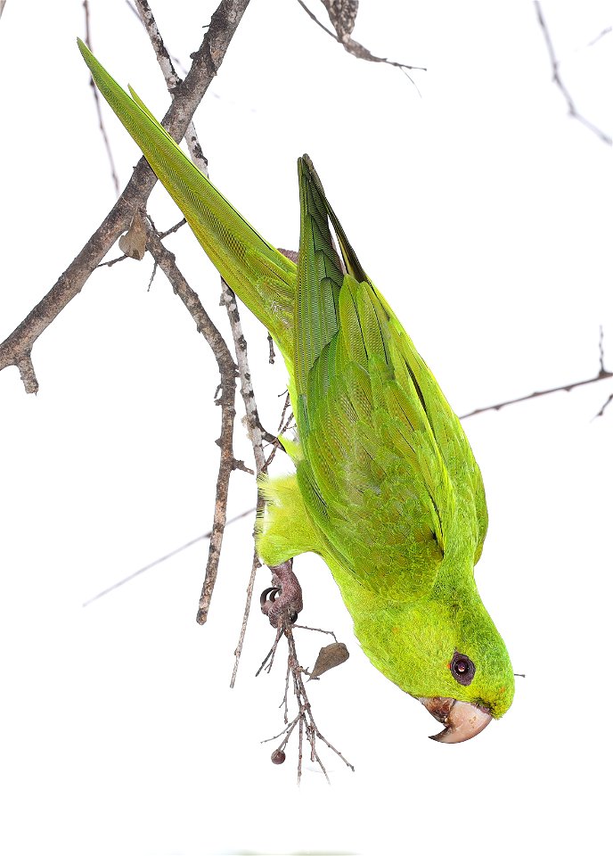 561 - GREEN  PARAKEET (12-31-2021) americana rv park, palmview, hidalgo co, tx -08