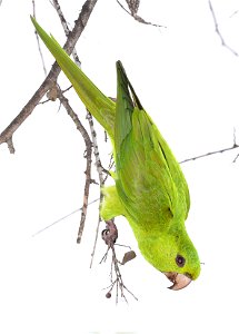 561 - GREEN  PARAKEET (12-31-2021) americana rv park, palmview, hidalgo co, tx -08