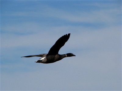 Black Brant in flight