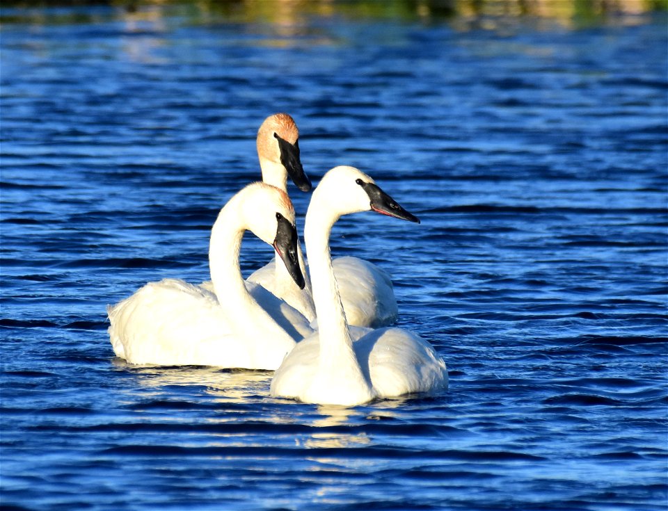 Trumpeter swan at Seedskadee National Wildlife Refuge