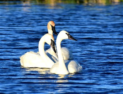 Trumpeter swan at Seedskadee National Wildlife Refuge