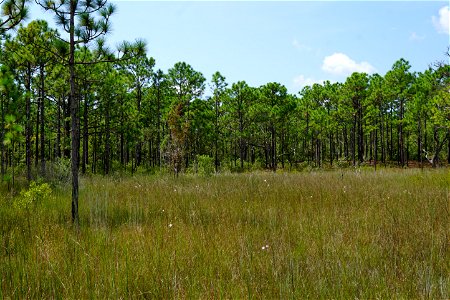scene south grass pond Carolina Beach SP KG (132)