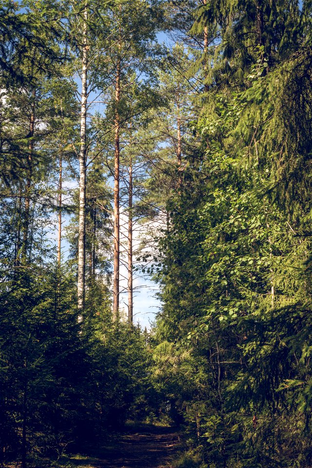 Forest path photo