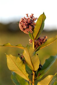 Milkweed in the Morning