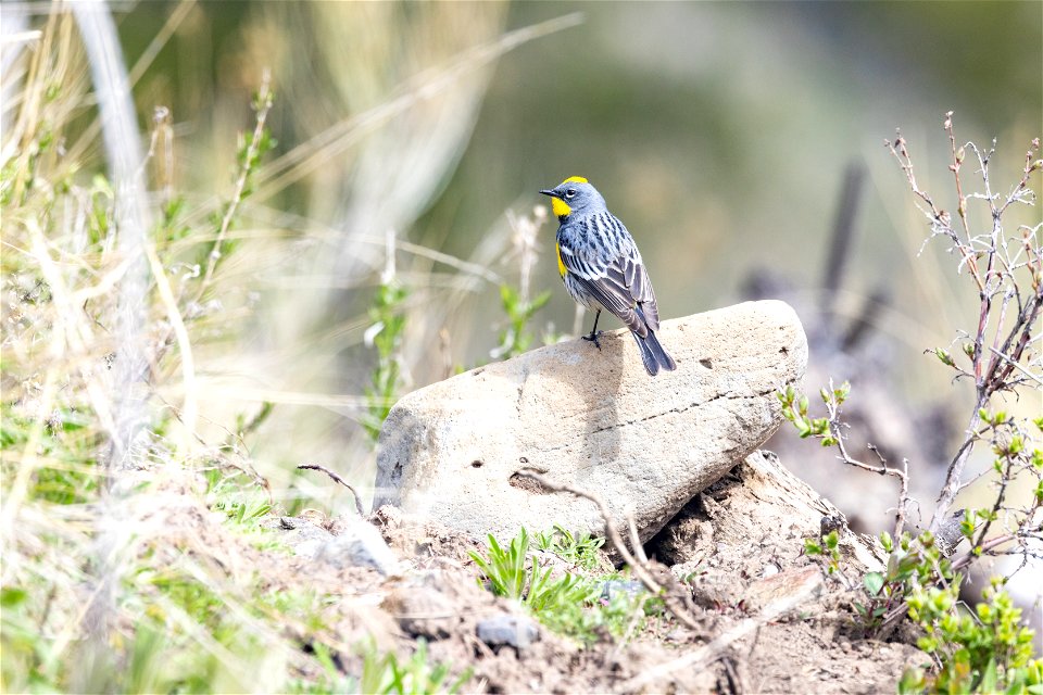 Yellow-rumped warbler (Setophaga coronata) perched on a rock