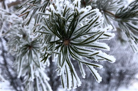 2023/365/15 Hello, My Name is Pinus Sylvestris